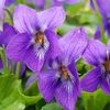 violetsmith7
